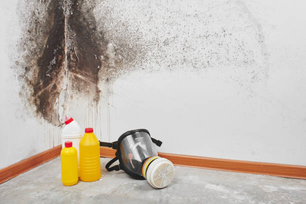 Best Mold Removal Near Me  in East Troy, WI