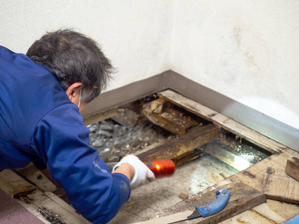 Best Affordable Mold Removal  in East Troy, WI