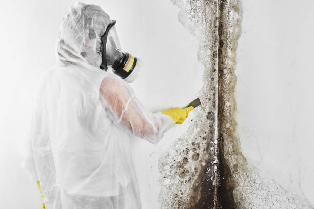 Best Mold Cleaning Services  in East Troy, WI