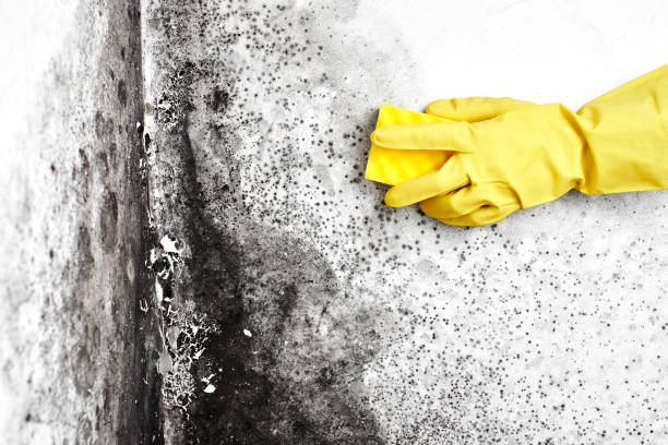 Best Commercial Mold Removal  in East Troy, WI