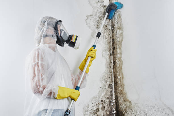 Best Mold Cleaning Services  in East Troy, WI