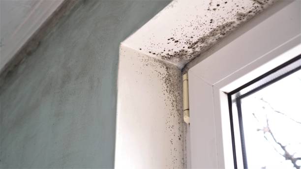 Best Mold Cleaning Services  in East Troy, WI