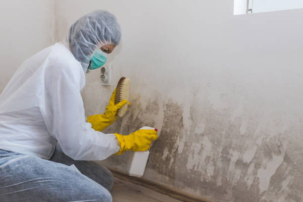 Best Commercial Mold Removal  in East Troy, WI