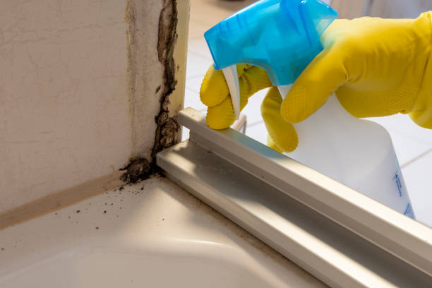 Best Professional Mold Removal  in East Troy, WI