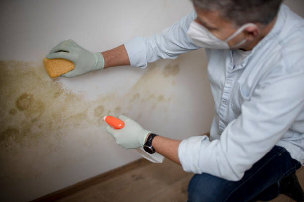 Best Fast Mold Removal  in East Troy, WI