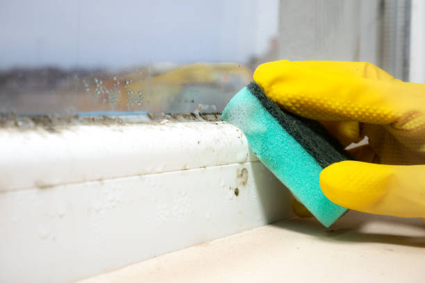 Office Mold Removal Services in East Troy, WI