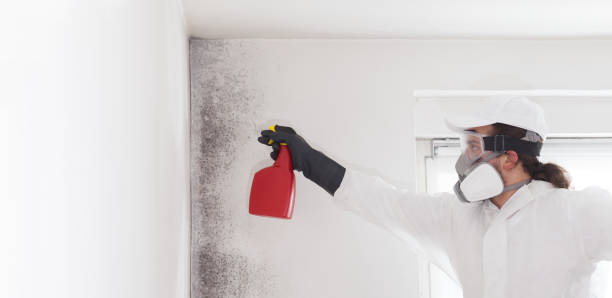 Best Mold Damage Repair  in East Troy, WI