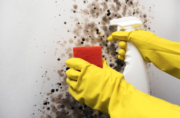 Professional Mold Removal in East Troy, WI