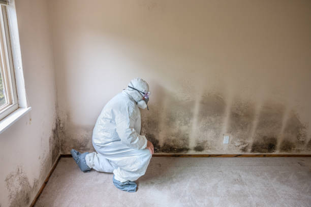 Best Local Mold Removal Service  in East Troy, WI