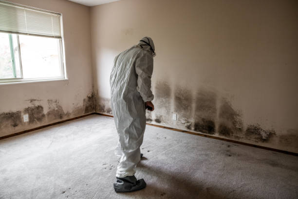 Best Affordable Mold Removal  in East Troy, WI