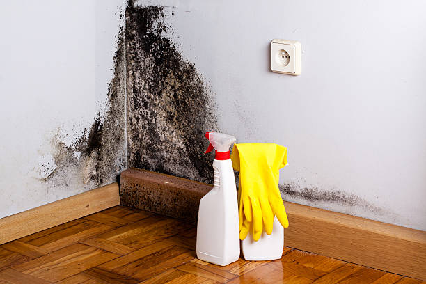 Best Certified Mold Removal  in East Troy, WI