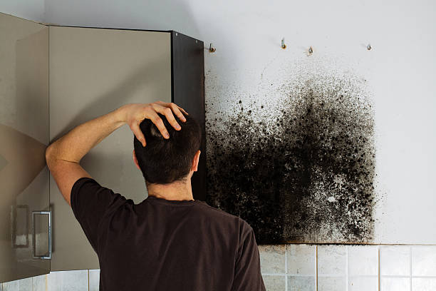 Best Certified Mold Removal  in East Troy, WI