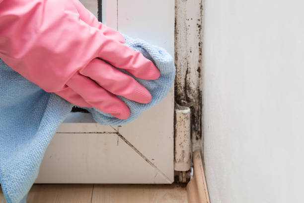 Best Residential Mold Removal  in East Troy, WI