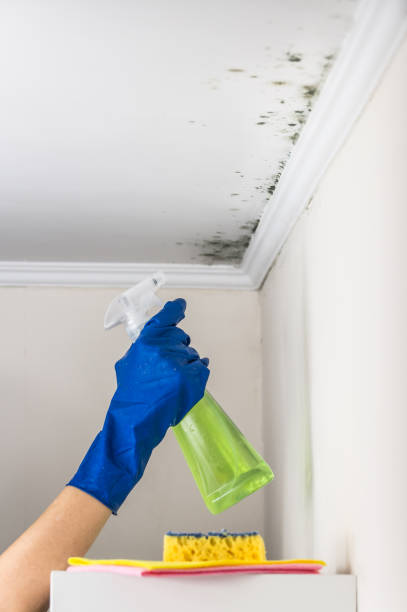 Certified Mold Removal in East Troy, WI